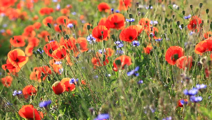 Poppy flowers in a green field (meadow) during a warm summer day: agriculture background