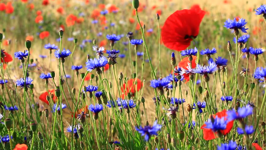 Poppy flowers in a green field (meadow) during a warm summer day: agriculture background