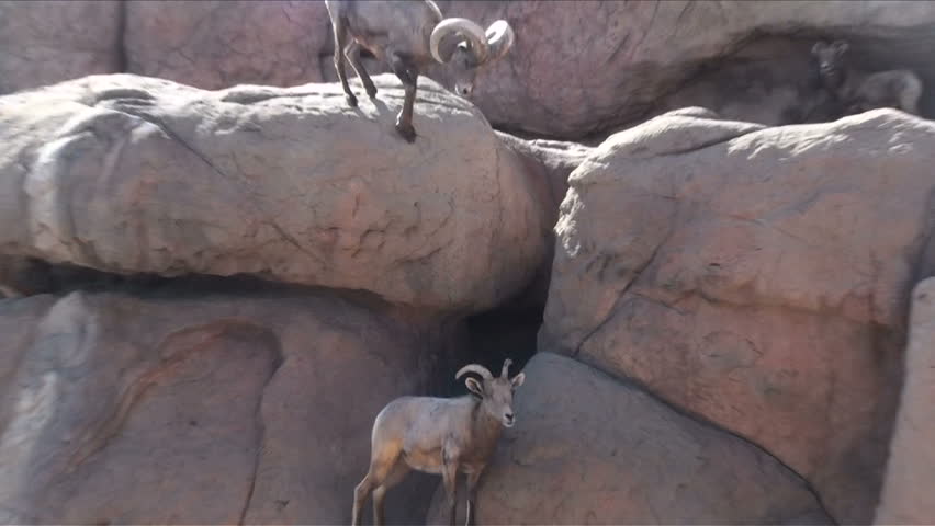 1920x1080 Bighorn sheep interact, agilely climb down steep zoo rocks.