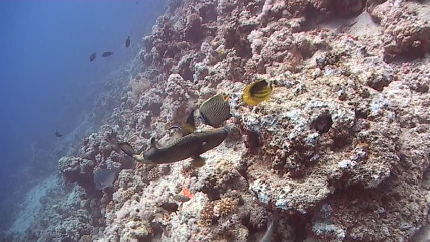 A Titan Trigger fish foraging the reef for food. Captured on a 3CCD DVCAM Camera 16:9 anamorphic
