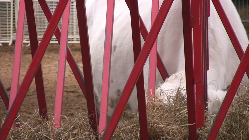 A closeup zoom of a cow as he is eating hay.  He then stops eating, lifts his head to reveal his tag.