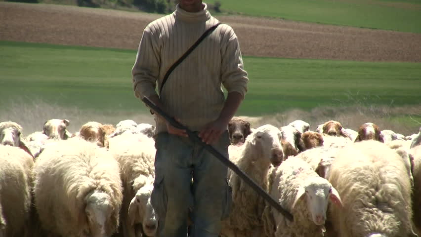 Herding the sheep