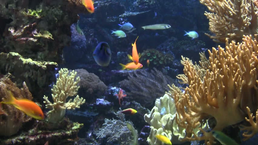 Marine life