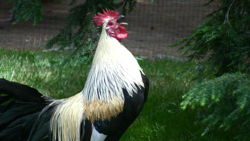 a Bantam rooster crows with a peacock in the background with sound