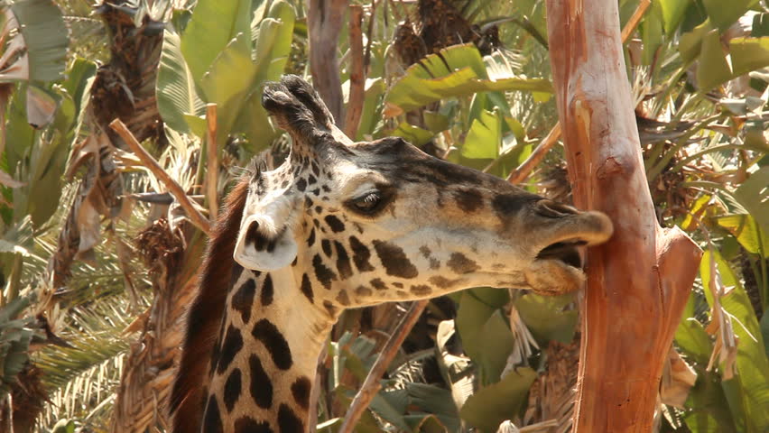 Funny Giraffe Moving Mouth as if Talking