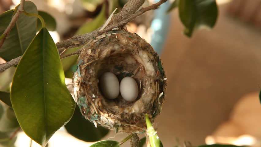 2 Hummingbird Eggs in a Nest in a Tree