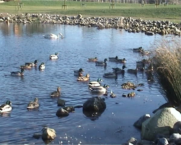 Ducks Swimming