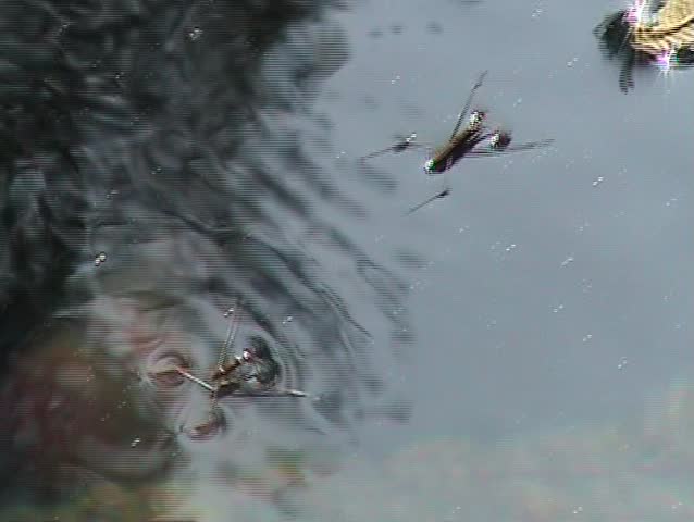 Pond skaters in movement on water