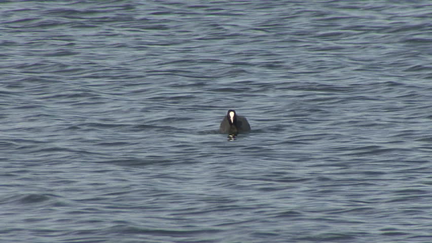 A Coot dives for food. HD.