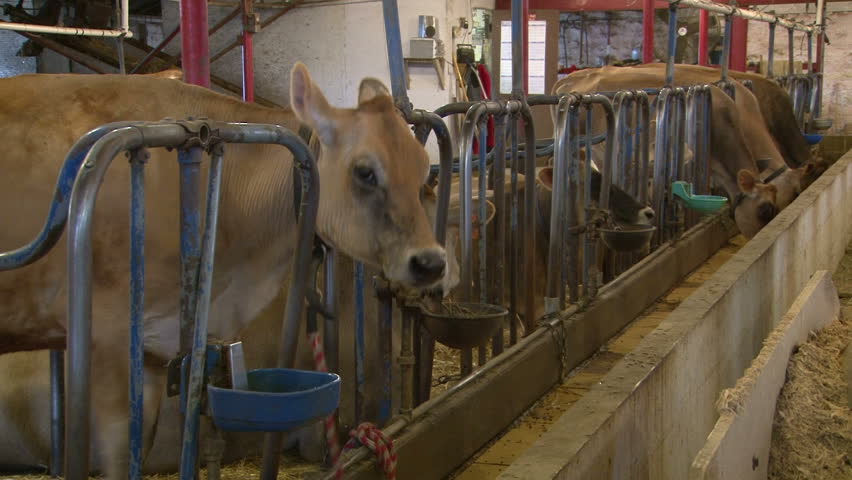 Cow Drinking from Dish in Barn