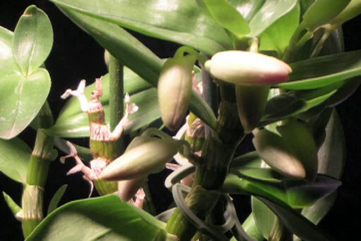 A spray of two Dendrobium nobile orchids opens.