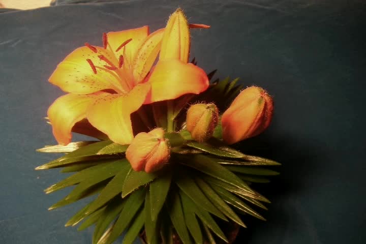 An orange Lily blooms