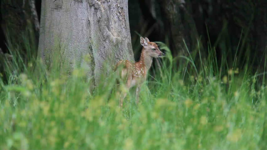 fawn