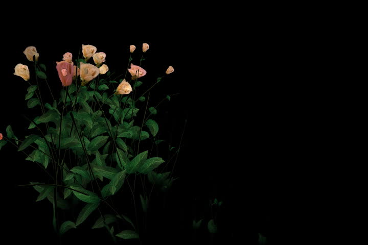 Blossoming roses