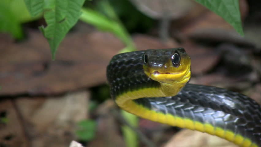 Amazonian whipsnake (Chironius exoletus)