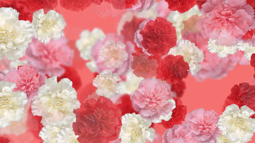Carnation flower backgrounds