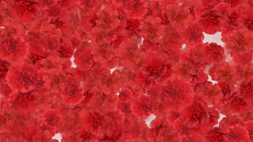 Carnation flower backgrounds