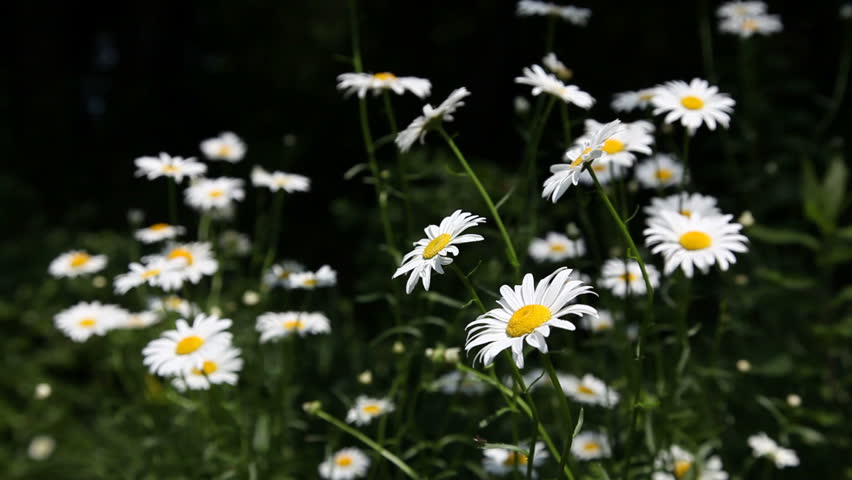 Daisies blowing in the breeze