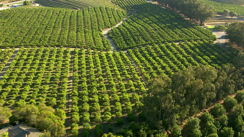 Aerial shot of orange groves and farm land