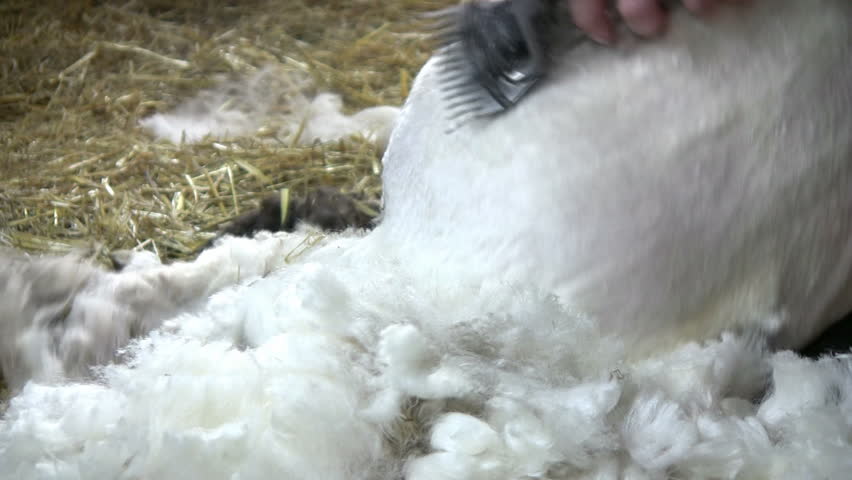 sheep shearing with a electric scissor