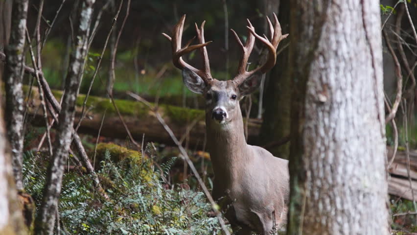 Deer Stock Footage Video 