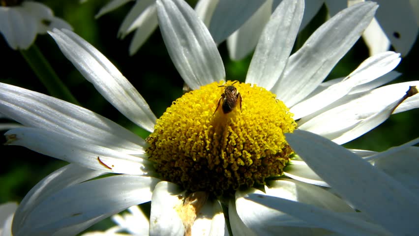 Bee on a daisy 	