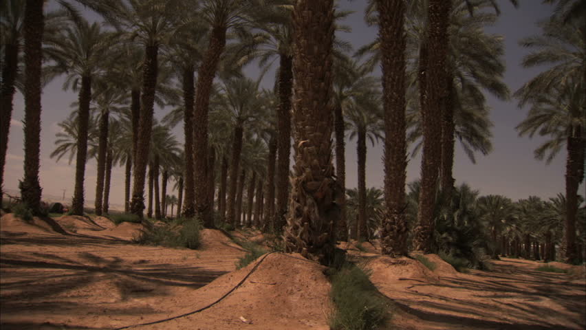 Date palm trees in Jordan valley