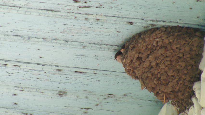 Swallow feeding its chicks