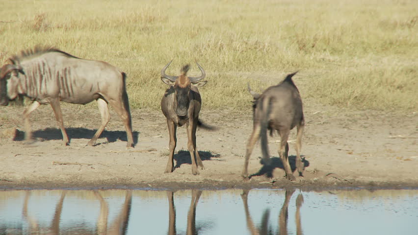 Two wildebeest challenge each other in a show of dominance and submission. 