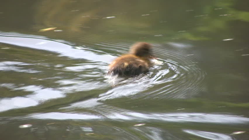 Baby mallard duck swimming around frantically in a lake. Shot in HD 1080i.