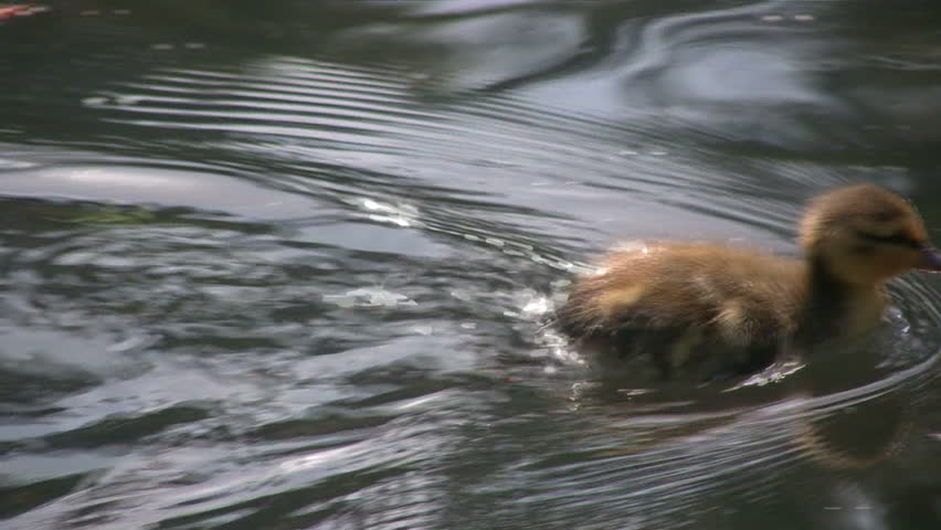 Adorable baby duckling swimming in the water. Shot in HD 1080i.