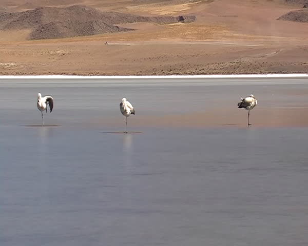 Flamingo in the frozen lagoon in Bolivia