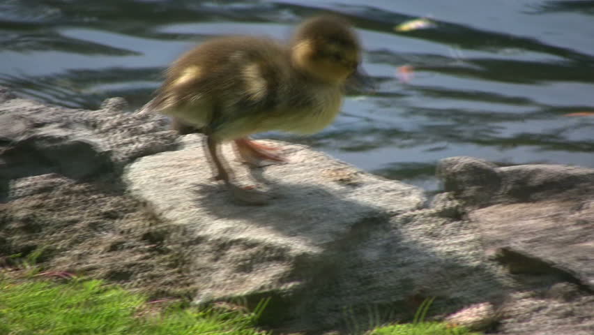 Baby duckling scurrying along the edge of the water then diving in. Shot in HD 1080i.