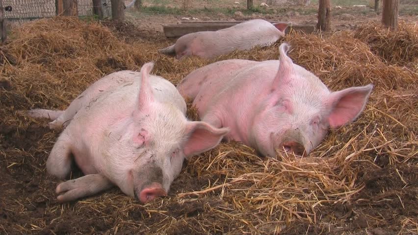 Lucky pigs resting in straw