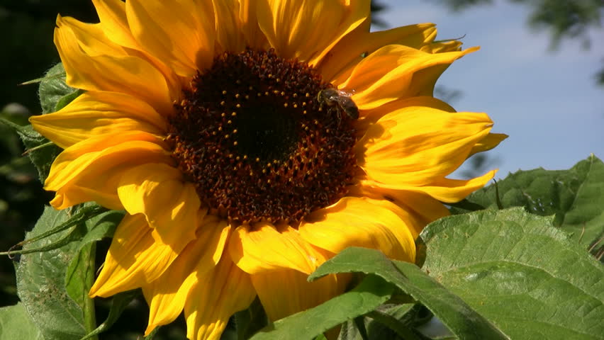 Bee on a sunflower
