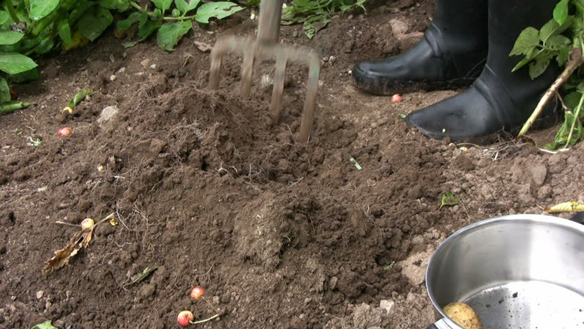 Potato harvest with a pitchfork