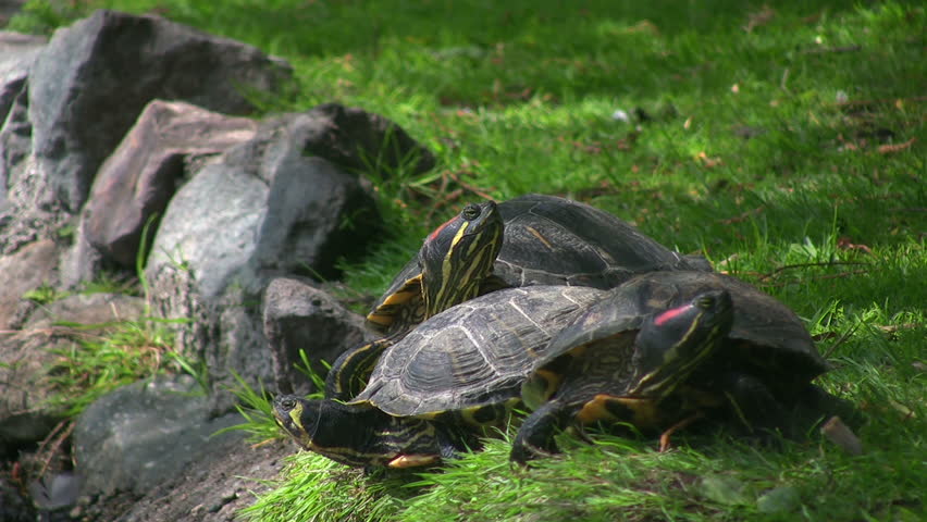 Wild turtles on the edge of a pond in HD 1080i.