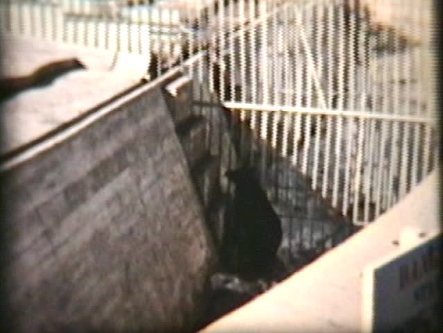 A collection of clips of animals playing at the local zoo in 1968. 