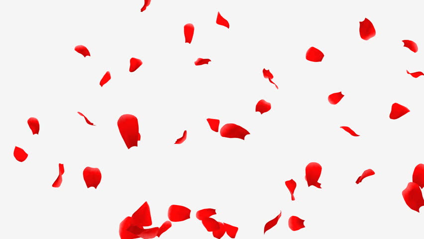 Rose Petals