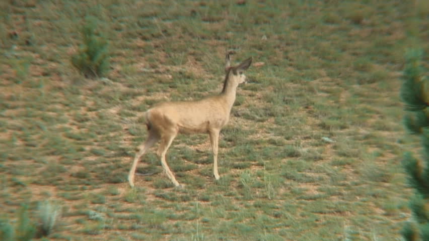 Shot compilation of young mule deer does and fawns.