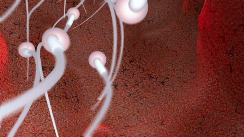 Group of sperms race in competition		 