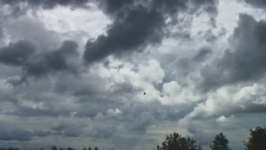 Large hawk hunts prey soaring through mountain valley with clouds and forest as backdrop.