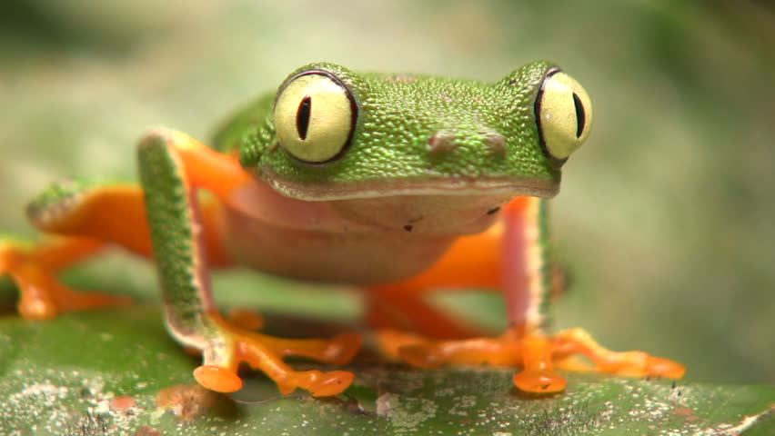 Leaf Frog (Hylomantis hulli) In the Ecuadorian Amazon