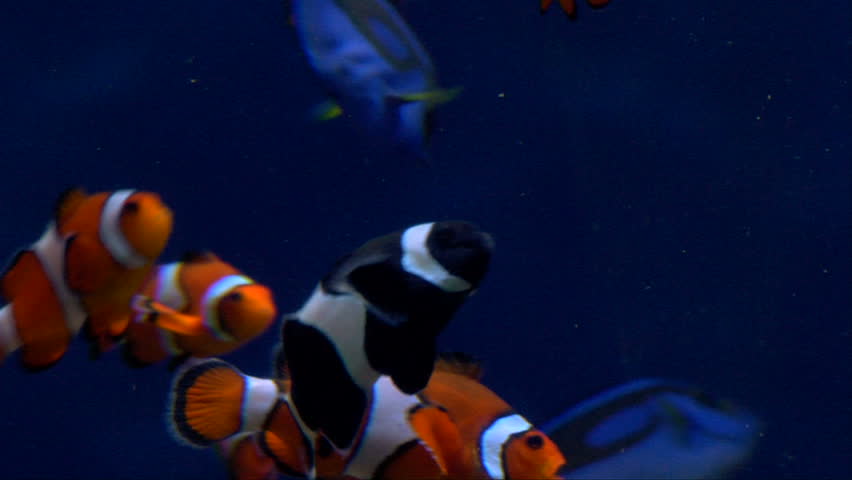 Live tropical, colorful fish underwater.  Two breeds of clown fish and blue tang.