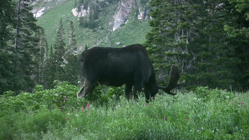 Video of large bull Moose near town of Alta Utah.  Little Cottonwood Canyon in Wasatch Mountains above Salt Lake City. Antlers in velvet. Eating grass in meadow forest. Don Despain of Rekindle Photo.