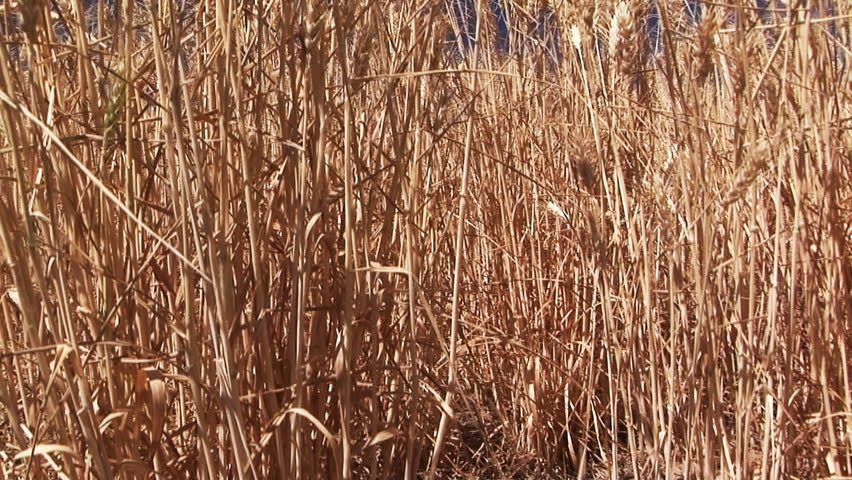 Golden wheat ready to be harvested, Connell, Washington, jib shot