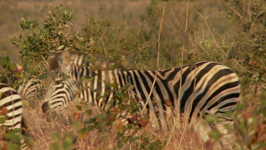 A zebra herd walk through the african bush during the early morning sun