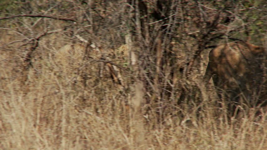 Three lions walking in single file
