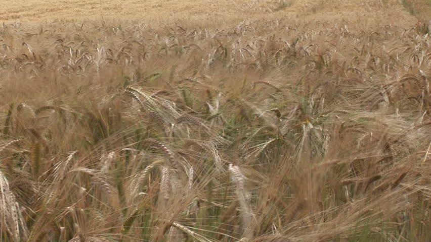 Blowing field