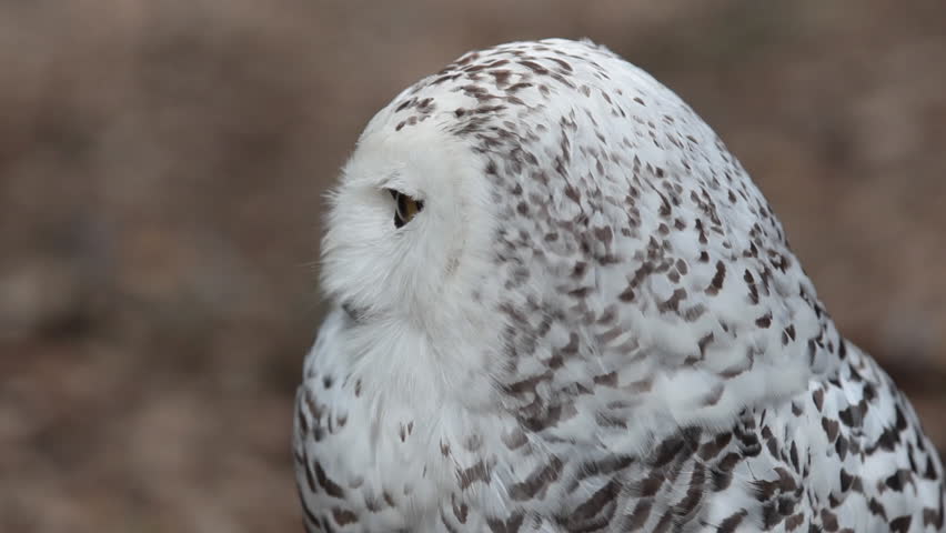HD footage of a beautiful Snowy owl (Bubo scandiacus) in nature